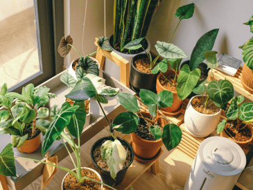 Si sientes el ambiente pesado en tu hogar, descubre cómo purificar tu espacio y proteger tu bienestar con estas especies botánicas. CANVA