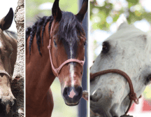 Generalmente los caballos de la Comisaría Tapatía son usados de acuerdo con las necesidades de la capital de Jalisco, en espacios recreativos y naturales como el Bosque Colomos o las barrancas de Huentitán y Oblatos. CORTESÍA/X/ @PoliciaGDL