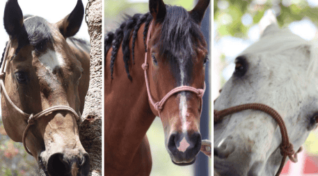 Generalmente los caballos de la Comisaría Tapatía son usados de acuerdo con las necesidades de la capital de Jalisco, en espacios recreativos y naturales como el Bosque Colomos o las barrancas de Huentitán y Oblatos. CORTESÍA/X/ @PoliciaGDL