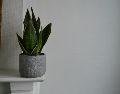 Conoce las cinco plantas esenciales que, según expertos en botánica, ayudarán a limpiar la energía negativa, reducir el estrés y crear un ambiente lleno de armonía y positividad en la casa u oficina. Unsplash