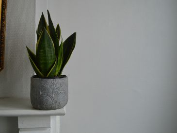Conoce las cinco plantas esenciales que, según expertos en botánica, ayudarán a limpiar la energía negativa, reducir el estrés y crear un ambiente lleno de armonía y positividad en la casa u oficina. Unsplash