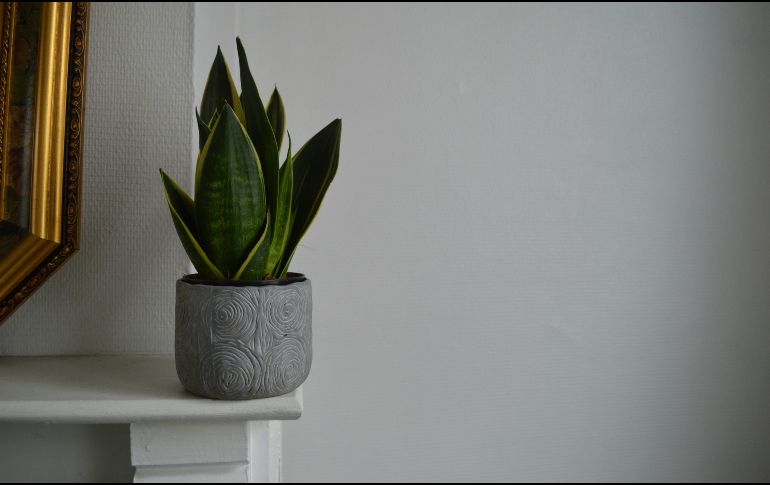 Conoce las cinco plantas esenciales que, según expertos en botánica, ayudarán a limpiar la energía negativa, reducir el estrés y crear un ambiente lleno de armonía y positividad en la casa u oficina. Unsplash