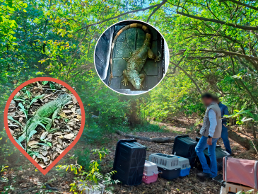 Estos reptiles fueron rescatados en múltiples acciones en la vía pública, jardines y algunas empresas. PROFEPA / ESPECIAL