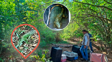 Estos reptiles fueron rescatados en múltiples acciones en la vía pública, jardines y algunas empresas. PROFEPA / ESPECIAL