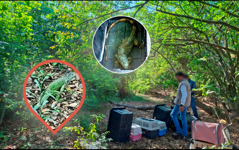 Estos reptiles fueron rescatados en múltiples acciones en la vía pública, jardines y algunas empresas. PROFEPA / ESPECIAL