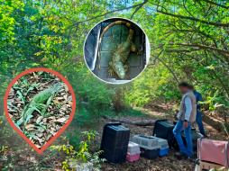 Estos reptiles fueron rescatados en múltiples acciones en la vía pública, jardines y algunas empresas. PROFEPA / ESPECIAL