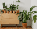 La adopción de plantas de bajo consumo hídrico cobra mayor relevancia ante la crisis hídrica mundial, por lo que las personas optan por la elección de especies vegetales que requieran un riego mínimo para sobrevivir y mantener su belleza. CANVA
