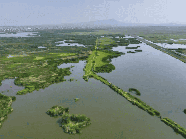 El humedal contribuirá a la recarga de mantos freáticos y la regulación de inundaciones. SUN