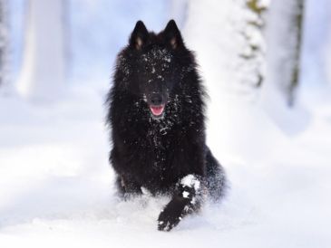 El entorno en el que vive un perro influye directamente en su salud física y emocional, por lo que es importante ofrecerle un espacio seguro. CANVA