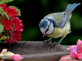 ¿Es posible despertar hoy con el relajante canto de los pájaros? Elegir las especies adecuadas transformará cualquier jardín en santuario. CANVA