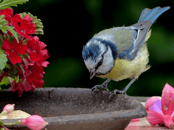 ¿Es posible despertar hoy con el relajante canto de los pájaros? Elegir las especies adecuadas transformará cualquier jardín en santuario. CANVA