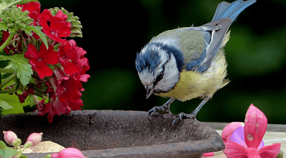 ¿Es posible despertar hoy con el relajante canto de los pájaros? Elegir las especies adecuadas transformará cualquier jardín en santuario. CANVA