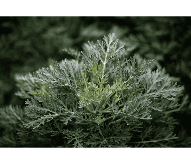 El ajenjo (Artemisia absinthium) es una hierba perenne muy aromática y de sabor extremadamente amargo.  CANVA&nbsp;