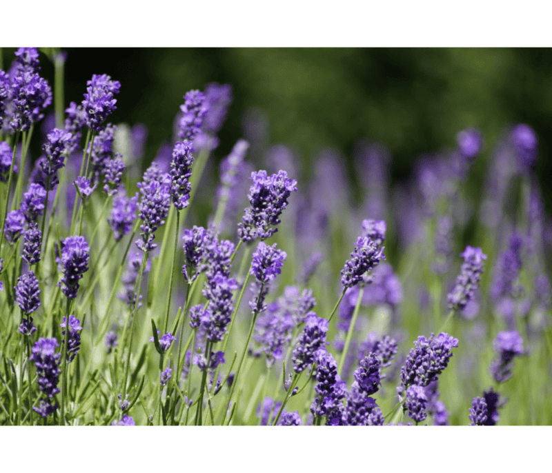 Lavandula es un género de plantas de la familia de las lamiáceas. CANVA
