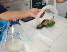 A pesar de lo grave de las quemaduras, el pequeño loro logró sobrevivir a las cirugías. ESPECIAL