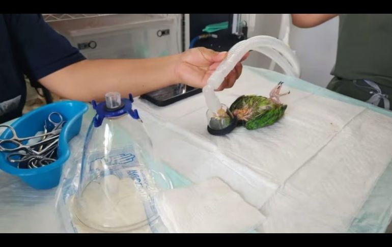 A pesar de lo grave de las quemaduras, el pequeño loro logró sobrevivir a las cirugías. ESPECIAL