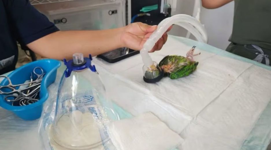 A pesar de lo grave de las quemaduras, el pequeño loro logró sobrevivir a las cirugías. ESPECIAL