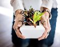 Si notas extrañas pelusas blancas en los tallos u hojas de tus plantas, estás ante una advertencia biológica urgente. ESPECIAL/PIXABAY
