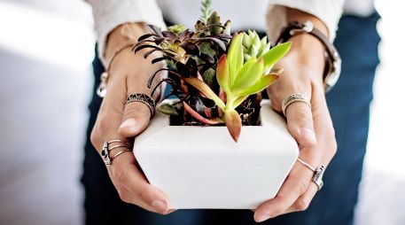 Si notas extrañas pelusas blancas en los tallos u hojas de tus plantas, estás ante una advertencia biológica urgente. ESPECIAL/PIXABAY