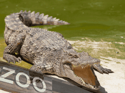 De acuerdo con la información disponible en el sitio web del Johnsons Zoo, el parque alberga más de un centenar de ejemplares de distintas especies. CANVA