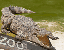 De acuerdo con la información disponible en el sitio web del Johnsons Zoo, el parque alberga más de un centenar de ejemplares de distintas especies. CANVA