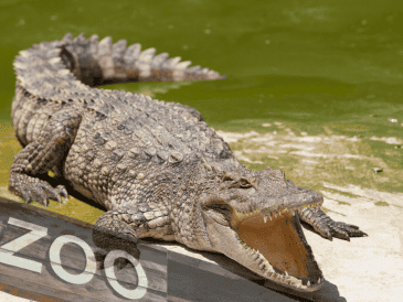 De acuerdo con la información disponible en el sitio web del Johnsons Zoo, el parque alberga más de un centenar de ejemplares de distintas especies. CANVA