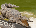 De acuerdo con la información disponible en el sitio web del Johnsons Zoo, el parque alberga más de un centenar de ejemplares de distintas especies. CANVA