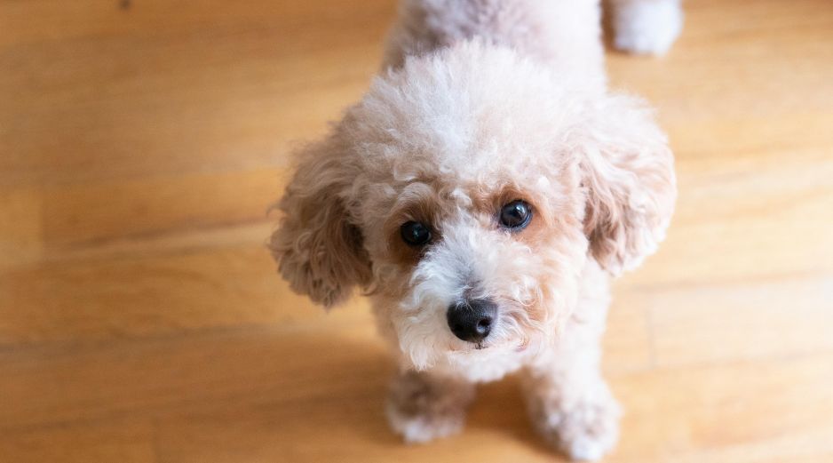 Existen razas de perros específicas cuyo pelaje tiene un ciclo de vida mucho más largo. UNSPLASH / C. CHAE