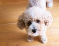 Existen razas de perros específicas cuyo pelaje tiene un ciclo de vida mucho más largo. UNSPLASH / C. CHAE