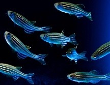 Los microexones son fragmentos extremadamente cortos de ADN que se empalman en los genes neuronales. EFE / J. Manuel