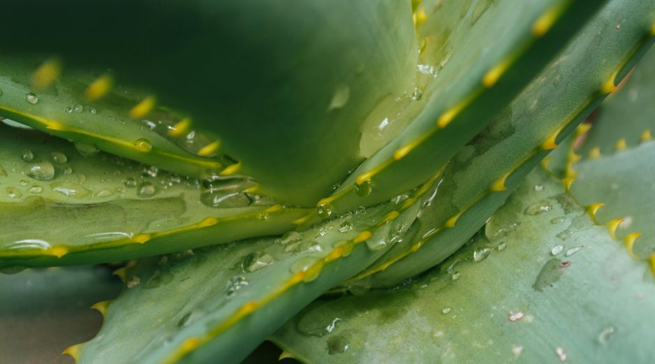 El aloe vera es excelente para filtrar el aire interior. UNSPLASH