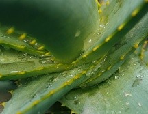 El aloe vera es excelente para filtrar el aire interior. UNSPLASH
