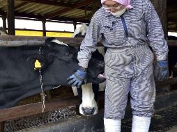 Gusano barrenador avanza en México y agrava pérdidas para el sector ganadero