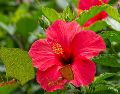 Al igual que las rosas, su vulnerabilidad a las plagas chupadoras de savia crea un ecosistema perfecto para la proliferación de colonias. ESPECIAL / CANVA