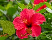 Al igual que las rosas, su vulnerabilidad a las plagas chupadoras de savia crea un ecosistema perfecto para la proliferación de colonias. ESPECIAL / CANVA