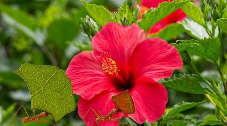 Al igual que las rosas, su vulnerabilidad a las plagas chupadoras de savia crea un ecosistema perfecto para la proliferación de colonias. ESPECIAL / CANVA