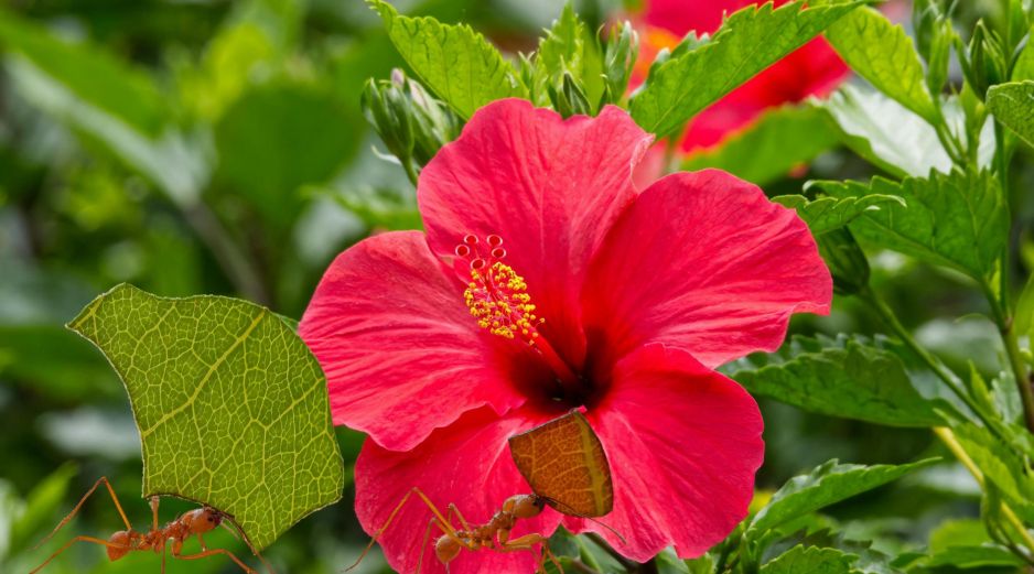 Al igual que las rosas, su vulnerabilidad a las plagas chupadoras de savia crea un ecosistema perfecto para la proliferación de colonias. ESPECIAL / CANVA