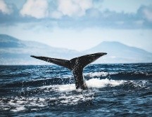 La ministra de Industria y Comercio islandesa, Hanna Katrín Friðriksson, anunció en abril que tiene previsto presentar un proyecto de ley para prohibir finalmente la caza comercial de ballenas. ESPECIAL / CANVA