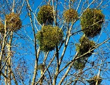 La forma más fácil de notarlo, dijo el experto, es identificar el follaje diferente al resto de la flora del árbol. UNSPLASH