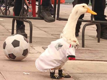 La designación de Merlín como embajador del Mundial en la CDMX generó un enorme entusiasmo; los aficionados se preguntan si el pato asistirá al próximo compromiso del Tri. SUN / ARCHIVO