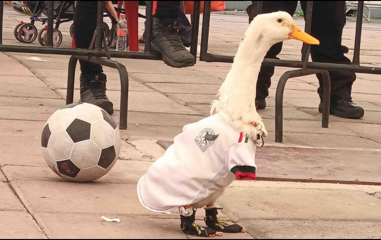 La designación de Merlín como embajador del Mundial en la CDMX generó un enorme entusiasmo; los aficionados se preguntan si el pato asistirá al próximo compromiso del Tri. SUN / ARCHIVO