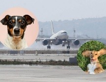 Los resultados positivos del equipo canino en el AIFA abrirían la posibilidad teórica de replicar el modelo en otros aeropuertos de la República Mexicana. SUN / ARCHIVO / UNSPLASH / R. Gal / V. G