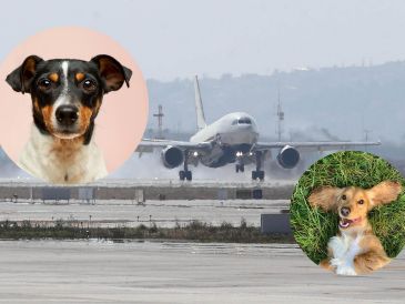 Los resultados positivos del equipo canino en el AIFA abrirían la posibilidad teórica de replicar el modelo en otros aeropuertos de la República Mexicana. SUN / ARCHIVO / UNSPLASH / R. Gal / V. G