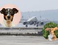 Los resultados positivos del equipo canino en el AIFA abrirían la posibilidad teórica de replicar el modelo en otros aeropuertos de la República Mexicana. SUN / ARCHIVO / UNSPLASH / R. Gal / V. G