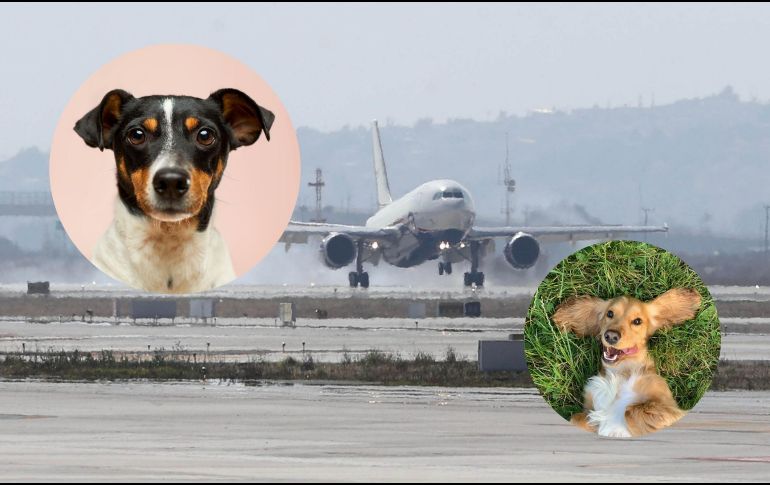 Los resultados positivos del equipo canino en el AIFA abrirían la posibilidad teórica de replicar el modelo en otros aeropuertos de la República Mexicana. SUN / ARCHIVO / UNSPLASH / R. Gal / V. G