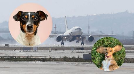 Los resultados positivos del equipo canino en el AIFA abrirían la posibilidad teórica de replicar el modelo en otros aeropuertos de la República Mexicana. SUN / ARCHIVO / UNSPLASH / R. Gal / V. G