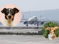 Los resultados positivos del equipo canino en el AIFA abrirían la posibilidad teórica de replicar el modelo en otros aeropuertos de la República Mexicana. SUN / ARCHIVO / UNSPLASH / R. Gal / V. G