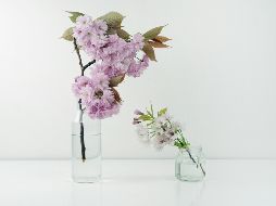 Conoce las técnicas infalibles y los trucos científicos que transformarán la manera en que se cuidan las flores, manteniéndolas frescas por semanas. Unsplash