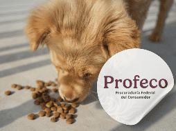 Una alimentación equilibrada no solo ayuda a mantener un peso saludable, sino que también contribuye al bienestar general, la energía y la longevidad de los perros. ESPECIAL/Canva