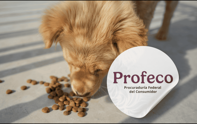 Una alimentación equilibrada no solo ayuda a mantener un peso saludable, sino que también contribuye al bienestar general, la energía y la longevidad de los perros. ESPECIAL/Canva